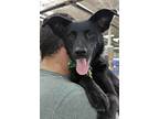 Adopt Peppy(Rory) a Black Labrador Retriever / Mixed dog in Kyle, SD (38464908)
