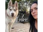 Adopt Lobo a Husky