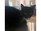 Adopt Boots a Black & White or Tuxedo Domestic Shorthair / Mixed (short coat)