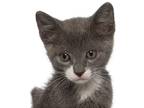 Adopt Stormie - center lobby a Gray or Blue (Mostly) American Shorthair / Mixed
