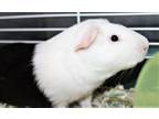 Adopt 40596 - Ollie a Guinea Pig small animal in Ellicott City, MD (38434541)