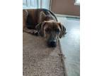 Adopt Levi a Brindle Hound (Unknown Type) / Labrador Retriever / Mixed dog in