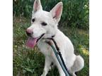Adopt Cascades a German Shepherd Dog / Mixed dog in Spring Hill, KS (38522508)
