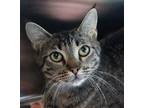 Adopt Red Squirrel a Brown Tabby Domestic Shorthair / Mixed (short coat) cat in