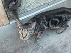 Adopt Selena a Domestic Shorthair / Mixed cat in Fresno, CA (38346303)