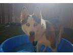Adopt Bella Donna a Siberian Husky / Mixed dog in Escondido, CA (38464915)