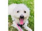 Adopt Oli a Bichon Frise