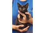 Adopt Amelie a All Black Domestic Shorthair / Domestic Shorthair / Mixed cat in