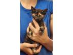 Adopt Willow a All Black Domestic Shorthair / Domestic Shorthair / Mixed cat in