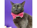 Adopt Turkey Trot a All Black Domestic Shorthair / Mixed cat in Newark
