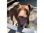 Adopt Nikola a Brown/Chocolate Mixed Breed (Large) / Mixed dog in Kansas City
