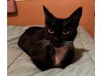Adopt Kris a Black & White or Tuxedo Domestic Shorthair / Mixed (short coat) cat