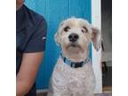 Adopt Ollie a Tan/Yellow/Fawn Lhasa Apso / Poodle (Miniature) / Mixed dog in