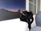 Adopt Million a All Black Domestic Shorthair / Mixed (short coat) cat in