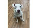 Adopt Cane a White American Pit Bull Terrier / Mixed dog in Daytona Beach