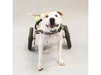 Adopt Hashbrown a Pit Bull Terrier