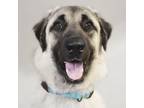 Adopt Altan a Anatolian Shepherd