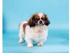 Adopt Lacoste a Pekingese, Mixed Breed