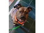 Adopt Jacklynn a Brindle American Staffordshire Terrier / Mixed dog in Honor