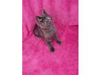 Adopt Swan a Gray or Blue (Mostly) Domestic Mediumhair / Mixed (medium coat) cat