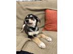 Adopt Siri a Australian Cattle Dog / Blue Heeler, Mixed Breed