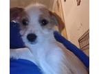 Adopt Gidget VA a White - with Red, Golden, Orange or Chestnut Norfolk Terrier /