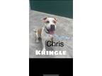 Adopt Z COURTESY LISTING: Chris Kringle a Red/Golden/Orange/Chestnut - with