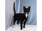 Adopt Emmanuel a Domestic Short Hair