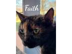 Adopt Faith a Tortoiseshell Domestic Shorthair / Mixed (short coat) cat in