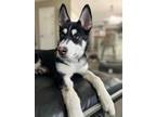 Adopt Bandit a Siberian Husky / Mixed dog in Crystal Lake, IL (38486154)
