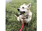 Adopt Sweet Shoelace a Tan/Yellow/Fawn - with White Labrador Retriever / Mutt /
