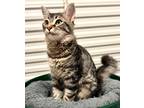 Adopt Lyla a Domestic Longhair / Mixed (short coat) cat in St.