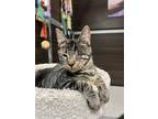 Adopt Abies Vita a Gray, Blue or Silver Tabby Domestic Shorthair / Mixed (short