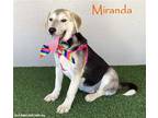 Adopt Miranda a Black - with Tan, Yellow or Fawn Hound (Unknown Type) / Husky /