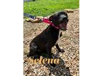 Adopt Selena 121762 a Black Labrador Retriever dog in Joplin, MO (38558973)
