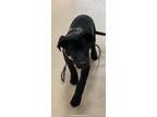 Adopt Pudge a Labrador Retriever / Mixed Breed (Medium) / Mixed dog in Pine