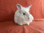 Adopt Jasper a Lionhead