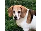 Adopt Ruthie Roo a Tricolor (Tan/Brown & Black & White) Beagle / Hound (Unknown