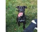 Adopt Searcie a Black Mixed Breed (Medium) / Mixed dog in Akron, OH (38604090)
