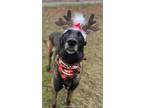 Adopt Kimbo a Belgian Malinois / Mixed dog in Tulare, CA (38565665)