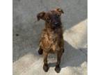 Adopt Watson a Wire Fox Terrier, Mixed Breed