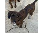 Adopt Sherlock a Wire Fox Terrier, Mixed Breed