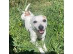 Adopt Wimble a Jack Russell Terrier, Mixed Breed