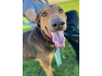 Adopt Hank a Doberman Pinscher / Mixed dog in Tulare, CA (38415846)