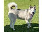 Adopt Moxie a Siberian Husky / Mixed dog in Tulare, CA (38578560)