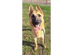 Adopt Mary a German Shepherd Dog / Mixed dog in Tulare, CA (38604150)