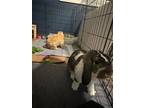 Adopt Carl and Luka a Holland Lop