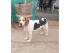 Adopt Leia-ADOPTED 9/9/23 a Tricolor (Tan/Brown & Black & White) Beagle / Mixed