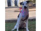 Adopt LUCERO a Dalmatian