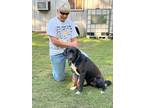 Adopt Filip-LOCAL DOG a Labrador Retriever / Mixed dog in Barrington